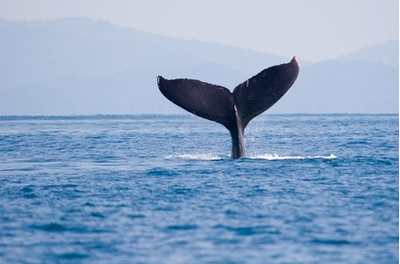 Baleias de Puntarenas