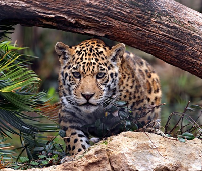 Jaguar na Floresta Tropical Heredia Costa Rica